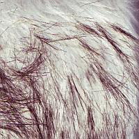 Faux Fur Silver Grey Wolf